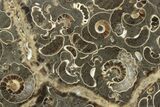 Polished Ammonite (Promicroceras) Section - Somerset, England #211318-2